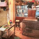 Вовк накинувся на власницю, а лисиця загинула - киянці, яка тримала у квартирі диких тварин, повідомили про підозру