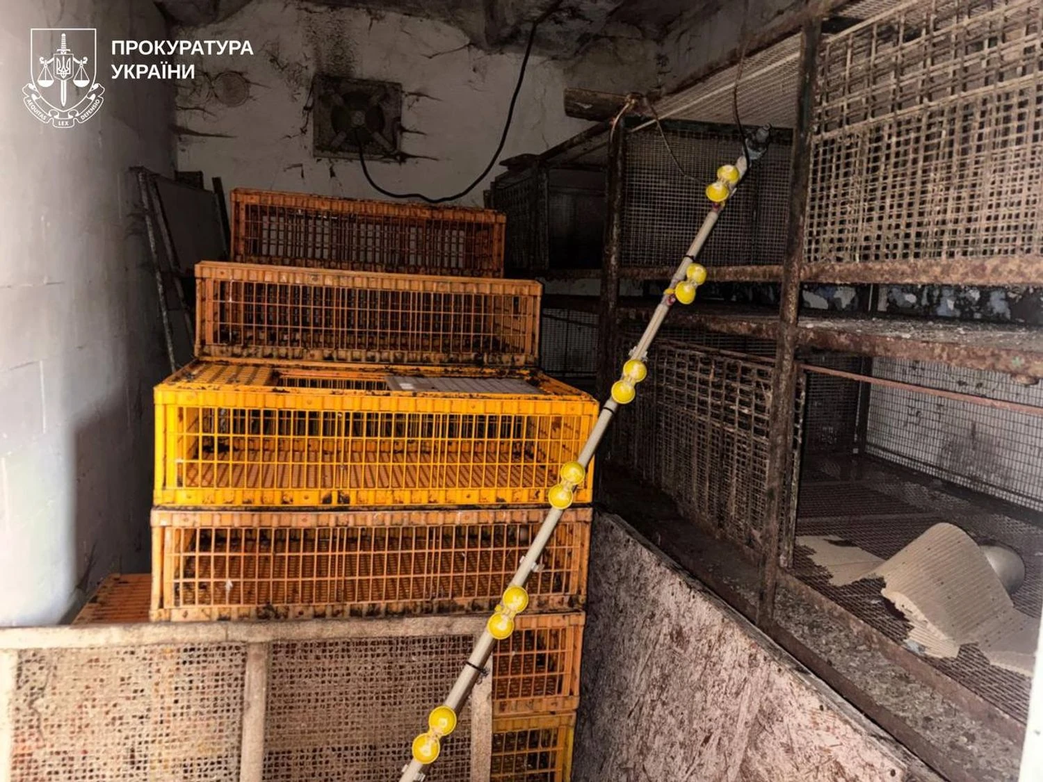 Задушив тещу і майже півтора року переховував тіло в сараї - на Харківщині чоловіка арештували за вбивство