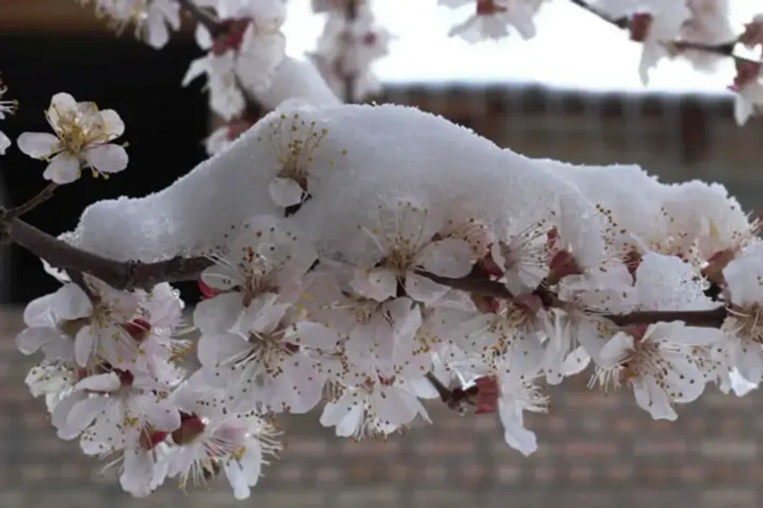 До 50% втрат врожаю - як весняні заморозки змінять ринок кісточкових в Україні