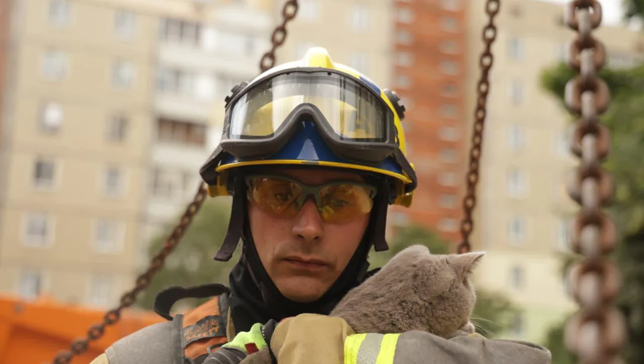 "Є місце для добра". У Києві врятували кота з пошкодженої квартири після обстрілу рф